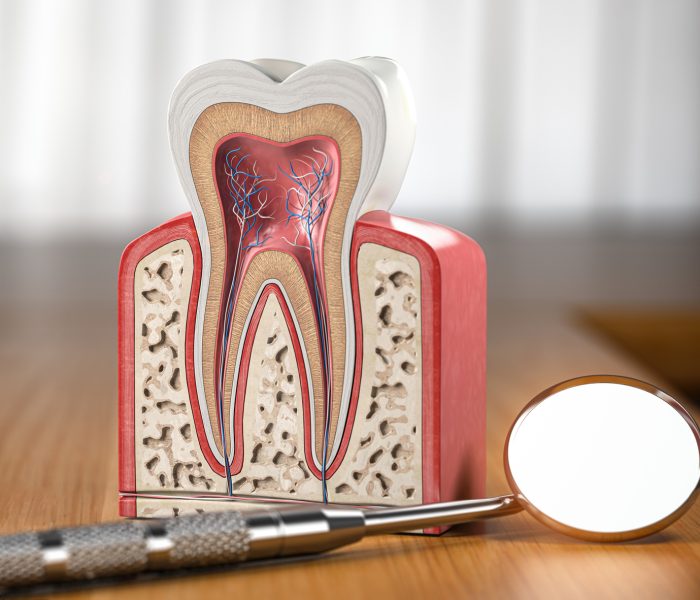 tooth-model-cross-section-with-dental-mirror-tool-wooden-table3d-illustration